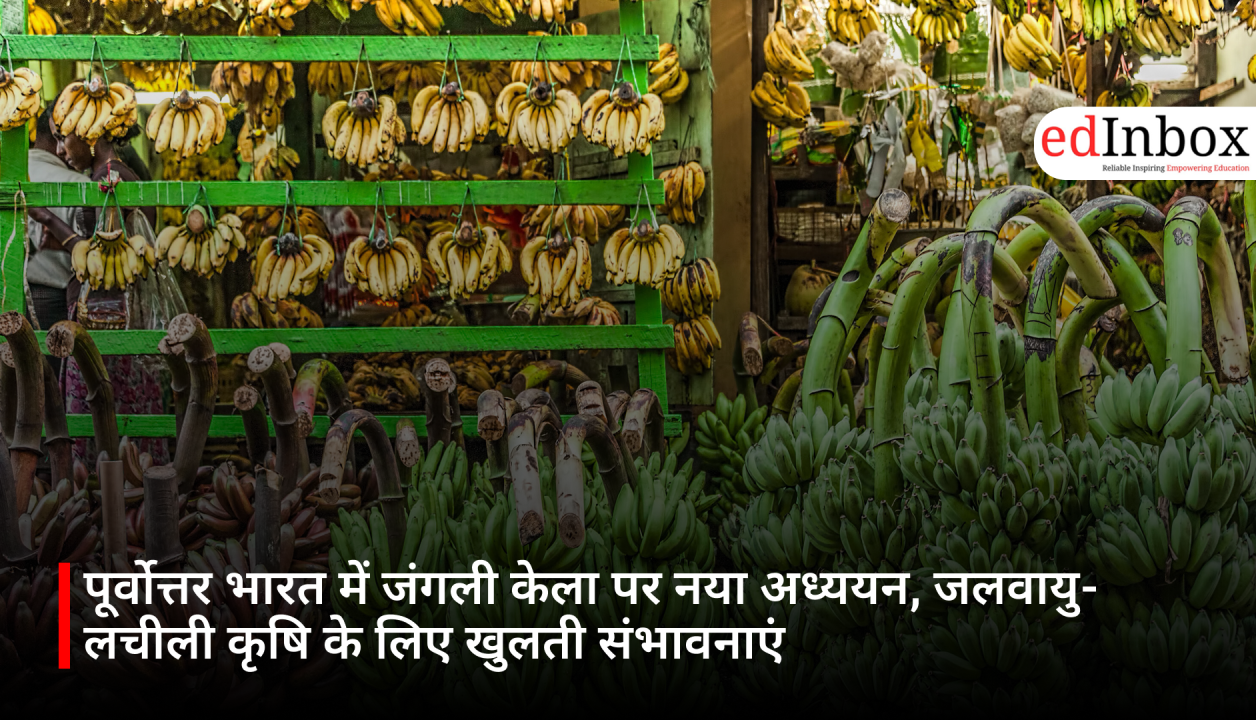 पूर्वोत्तर भारत में जंगली केला पर नया अध्ययन, जलवायु-लचीली कृषि के लिए खुलती संभावनाएं