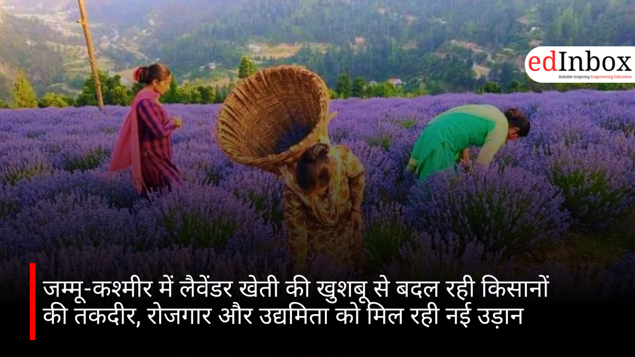 जम्मू-कश्मीर में लैवेंडर खेती की खुशबू से बदल रही किसानों की तकदीर, रोजगार और उद्यमिता को मिल रही नई उड़ान