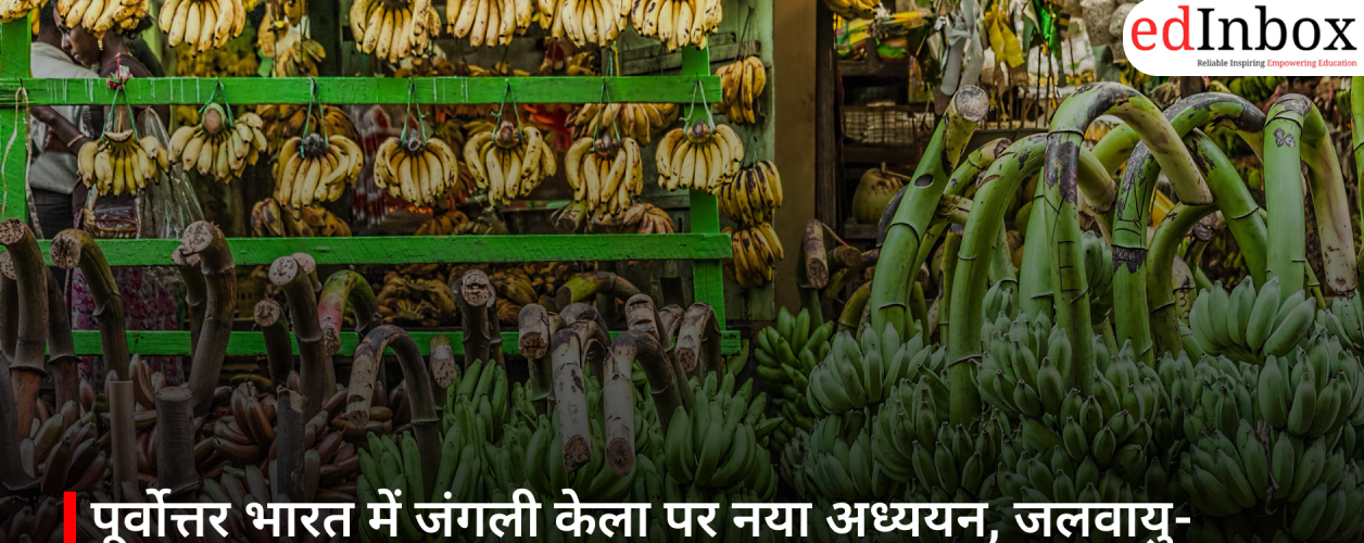 पूर्वोत्तर भारत में जंगली केला पर नया अध्ययन, जलवायु-लचीली कृषि के लिए खुलती संभावनाएं