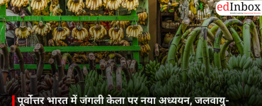 पूर्वोत्तर भारत में जंगली केला पर नया अध्ययन, जलवायु-लचीली कृषि के लिए खुलती संभावनाएं