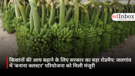 किसानों की आय बढ़ाने के लिए सरकार का बड़ा रोडमैप: जलगांव में ‘बनाना क्लस्टर’ परियोजना को मिली मंजूरी