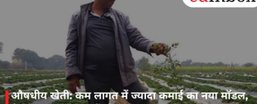 Medicinal Farming: A New Model for High Returns at Low Cost; Farmers Are Earning Lakhs