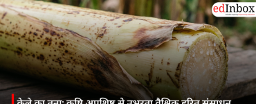 Banana Stem: An Emerging Global Green Resource from Agricultural Waste