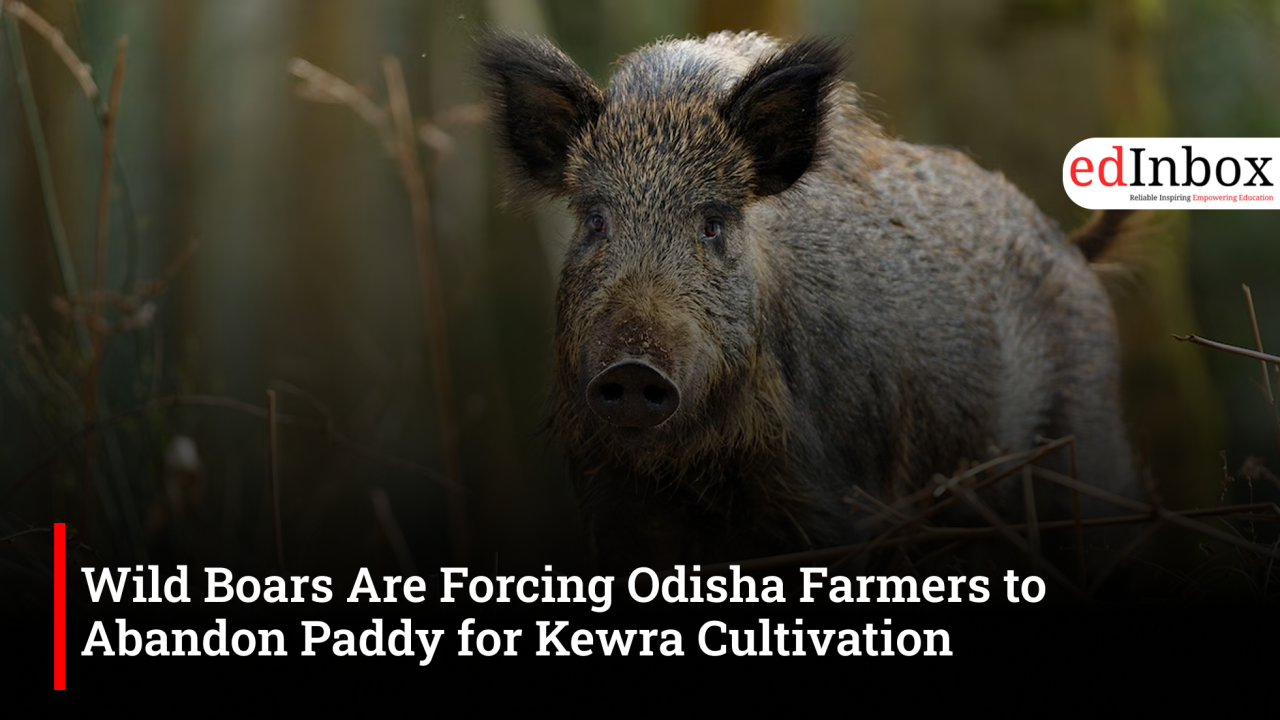 Wild Boars Are Forcing Odisha Farmers to Abandon Paddy for Kewra Cultivation