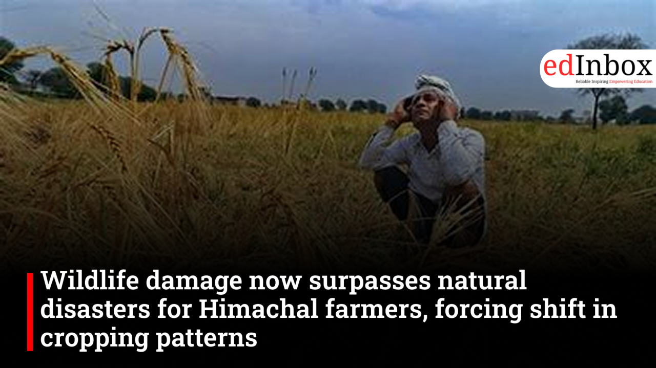 Wildlife damage now surpasses natural disasters for Himachal farmers, forcing a shift in cropping patterns