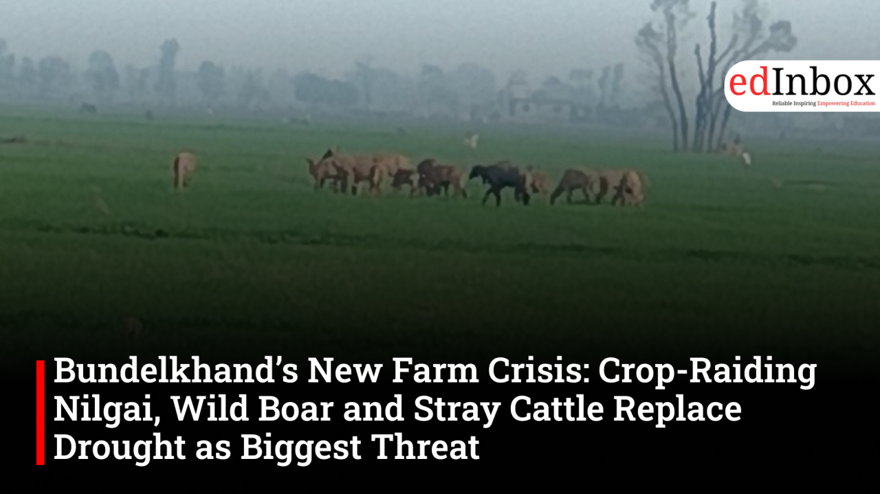 Bundelkhand’s New Farm Crisis: Crop-Raiding Nilgai, Wild Boar and Stray Cattle Replace Drought as Biggest Threat