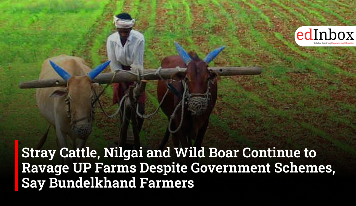 Stray Cattle, Nilgai and Wild Boar Continue to Ravage UP Farms Despite Government Schemes, Say Bundelkhand Farmers