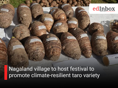 Nagaland village to host festival to promote climate-resilient taro variety