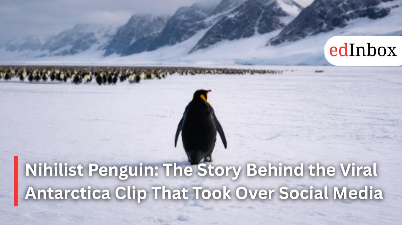 Nihilist Penguin: The Story Behind the Viral Antarctica Clip That Took Over Social Media