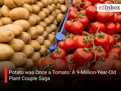 Potato was Once a Tomato: A 9-Million-Year-Old Plant Couple Saga