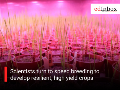 Scientists turn to speed breeding to develop resilient, high yield crops