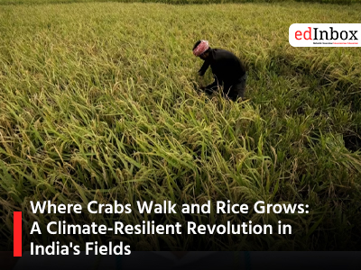 Where Crabs Walk and Rice Grows: A Climate-Resilient Revolution in India's Fields