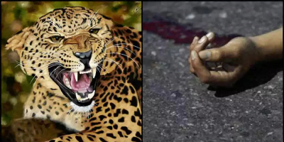 Leopard Kills Girl In Bhilangana; Local Schools Closed Amid Ongoing Search