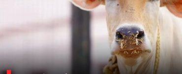 IIT Madras Directors comments on Cow Urine Ignite Controversy