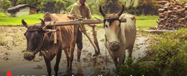 ICAR: Enhancing Indian Agriculture via Research and Innovations