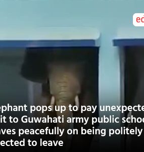Elephant pops up to pay unexpected visit to Guwahati army public school, leaves peacefully on being politely directed to leave