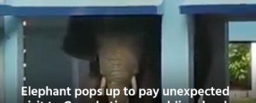 Elephant pops up to pay unexpected visit to Guwahati army public school, leaves peacefully on being politely directed to leave