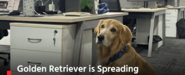 Golden Retriever is Spreading Pawsitivity as Hyderabad Startup’s Chief Happiness Officer