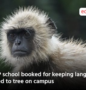UP school booked for keeping langur tied to tree on campus