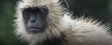 UP school booked for keeping langur tied to tree on campus