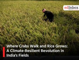 Where Crabs Walk and Rice Grows: A Climate-Resilient Revolution in India's Fields