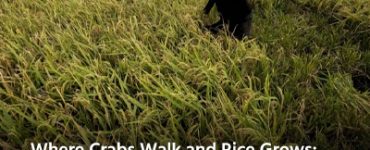 Where Crabs Walk and Rice Grows: A Climate-Resilient Revolution in India's Fields
