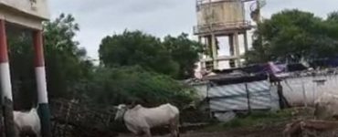 Govt school building in Yadgir turned into cattle shed
