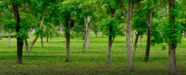 Agroforestry in India: A Complete Guide for Students and Aspirants