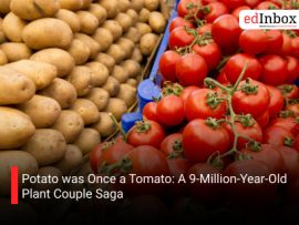 Potato was Once a Tomato: A 9-Million-Year-Old Plant Couple Saga