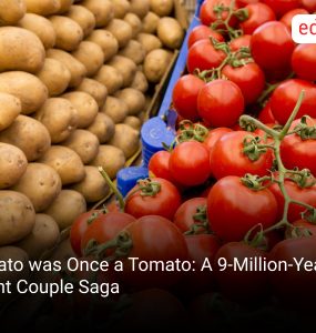 Potato was Once a Tomato: A 9-Million-Year-Old Plant Couple Saga