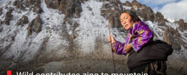 Wild contributes zing to mountain economy, lifestyle