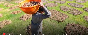 Agricultural education and training are reinforcing the farm sector transformation of India.