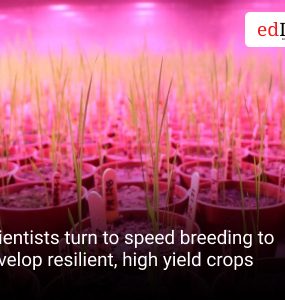 Scientists turn to speed breeding to develop resilient, high yield crops