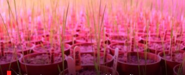 Scientists turn to speed breeding to develop resilient, high yield crops