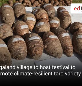Nagaland village to host festival to promote climate-resilient taro variety