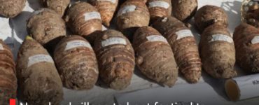 Nagaland village to host festival to promote climate-resilient taro variety