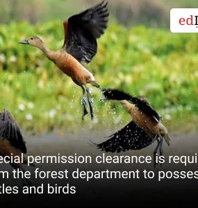 Special permission clearance is required from the forest department to possess turtles and birds