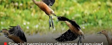 Special permission clearance is required from the forest department to possess turtles and birds