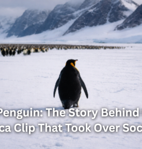 Nihilist Penguin: The Story Behind the Viral Antarctica Clip That Took Over Social Media