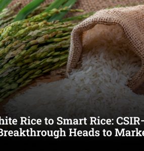 From White Rice to Smart Rice: CSIR–NIIST’s Low-GI Breakthrough Heads to Market