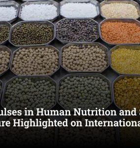 Role of Pulses in Human Nutrition and Sustainable Agriculture Highlighted on International Pulses Day
