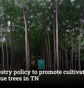 Agroforestry policy to promote cultivation of high-value trees in TN