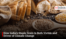 How India’s Staple Grain Is Both Victim and Driver of Climate Change