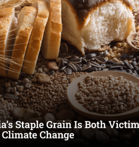 How India’s Staple Grain Is Both Victim and Driver of Climate Change