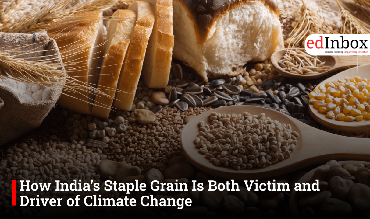 How India’s Staple Grain Is Both Victim and Driver of Climate Change