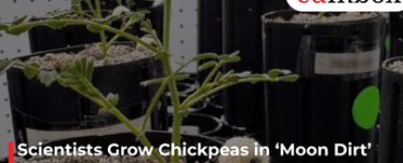 Scientists Grow Chickpeas in ‘Moon Dirt’ as Lunar Agriculture Moves Closer to Reality