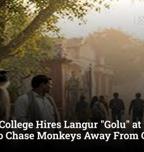 Aligarh College Hires Langur "Golu" at ₹12,000 Salary to Chase Monkeys Away From Campus
