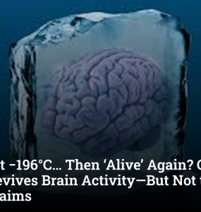 Frozen at −196°C… Then ‘Alive’ Again? German Study Revives Brain Activity—But Not the Way Sci-Fi Claims