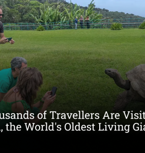 Why Thousands of Travellers Are Visiting Jonathan, the World's Oldest Living Giant Tortoise