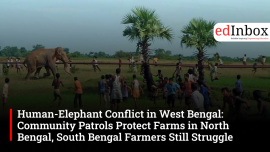 Human-Elephant Conflict in West Bengal: Community Patrols Protect Farms in North Bengal, South Bengal Farmers Still Struggle